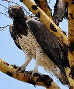 Martial Eagle