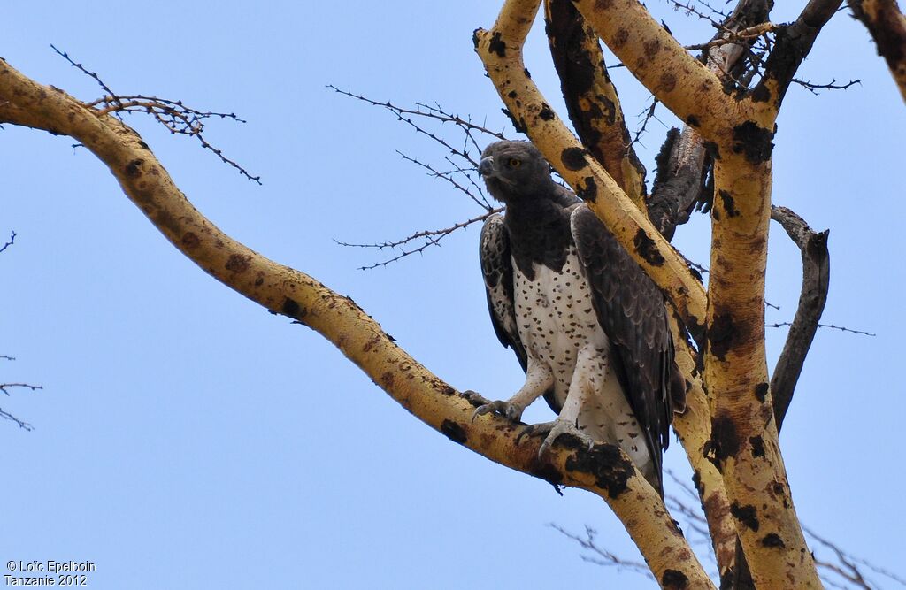 Martial Eagle