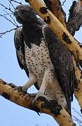 Martial Eagle