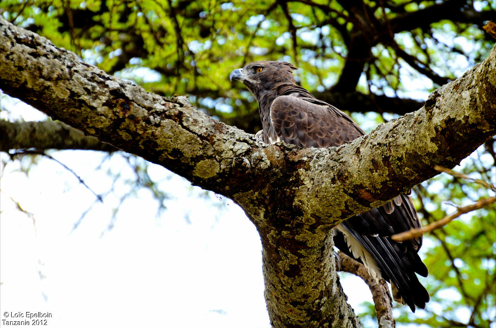 Aigle martial