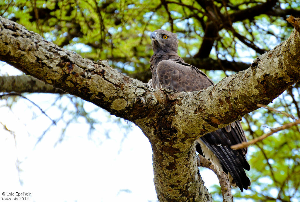 Aigle martial