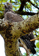 Martial Eagle