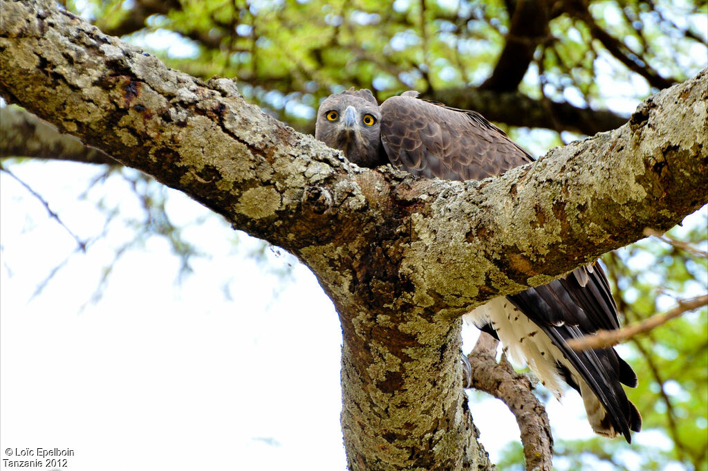 Aigle martial