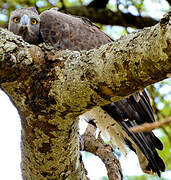 Martial Eagle