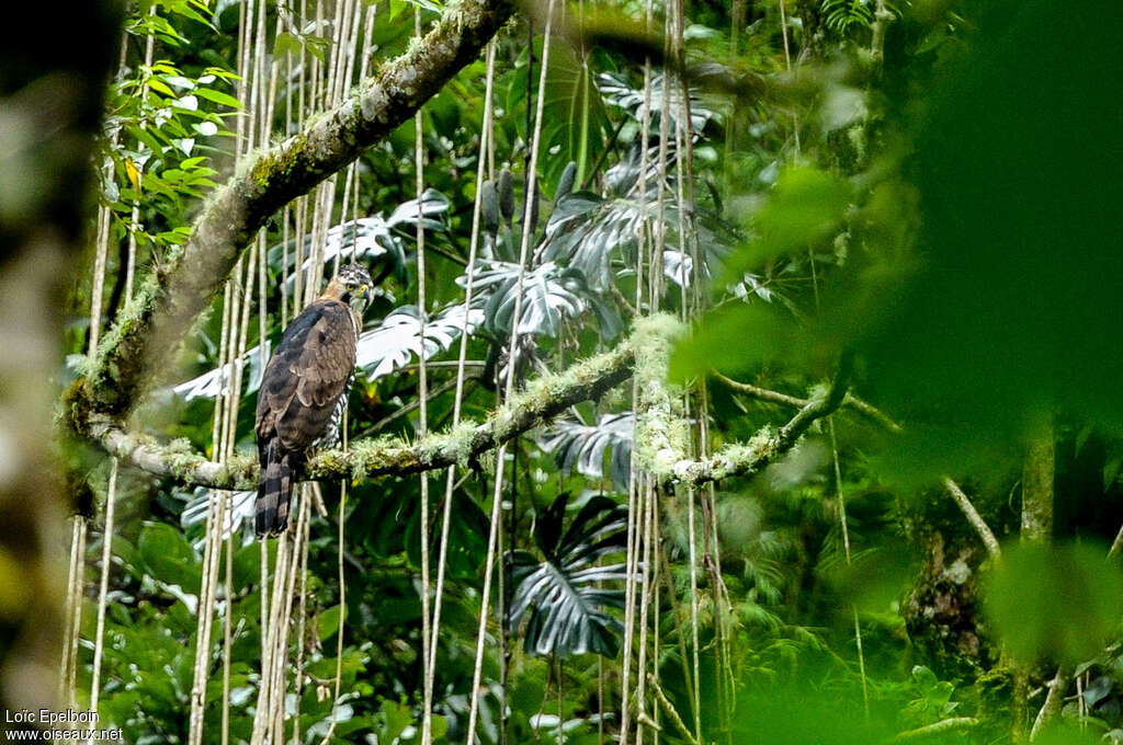 Aigle ornéimmature, identification