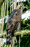 Ornate Hawk-Eagle