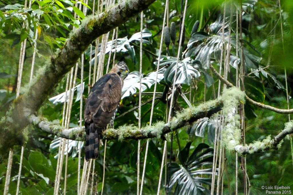 Aigle orné