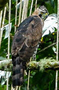 Ornate Hawk-Eagle