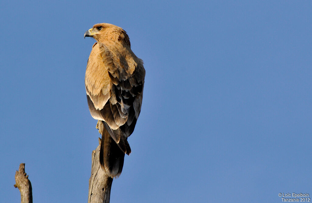 Tawny Eagle