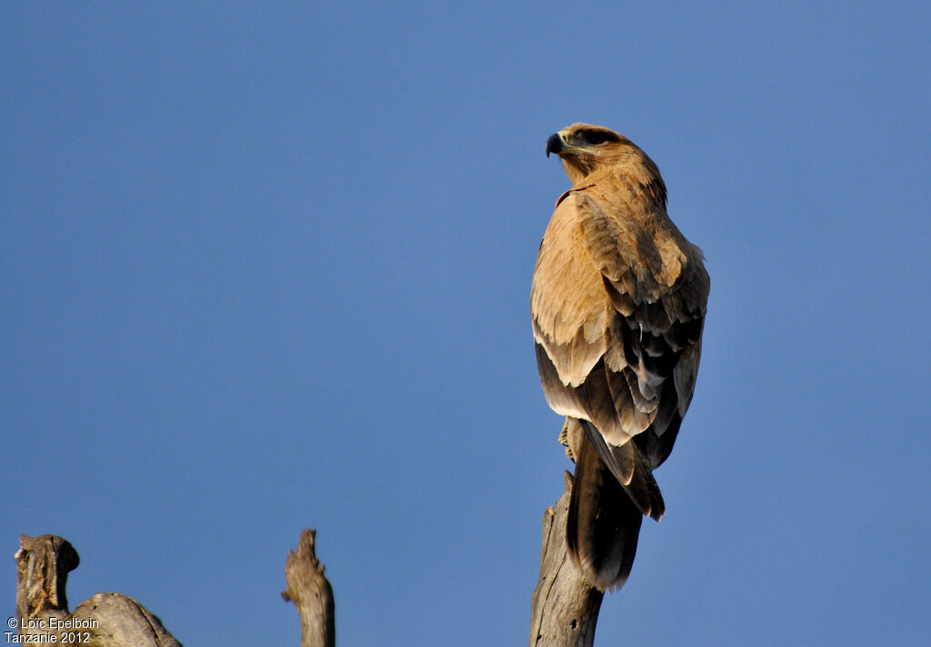 Tawny Eagle