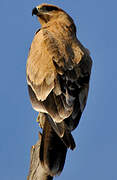 Tawny Eagle