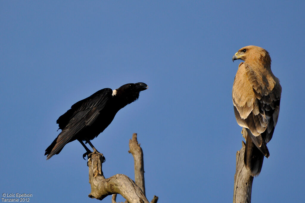 Tawny Eagle