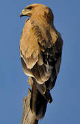 Tawny Eagle