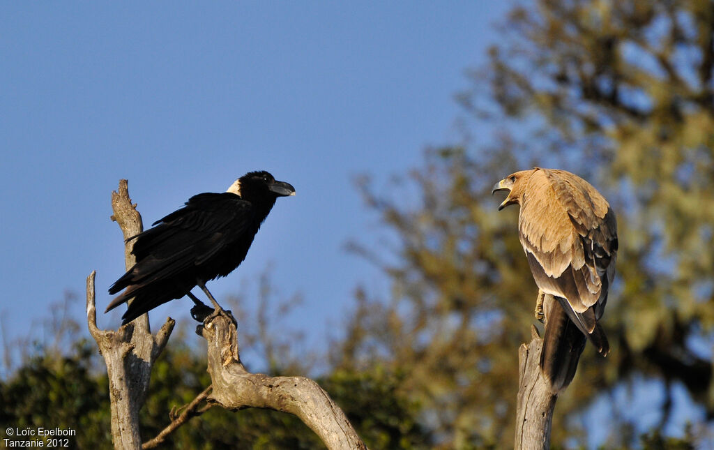 Tawny Eagle