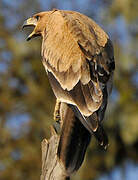 Tawny Eagle