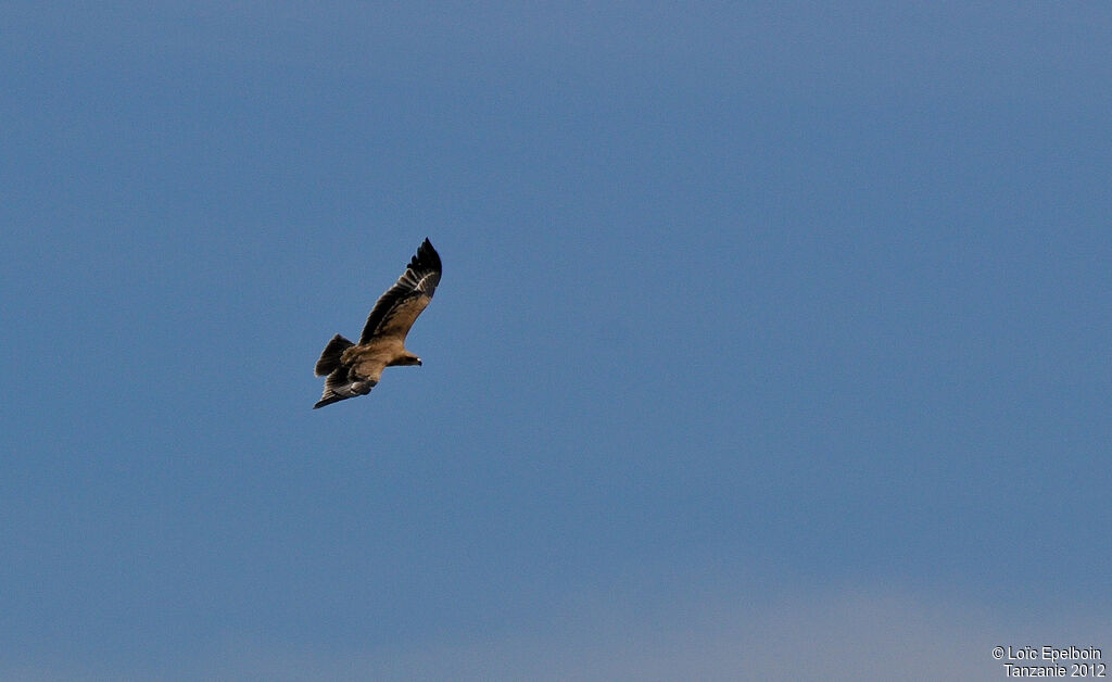 Aigle ravisseur