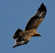 Tawny Eagle