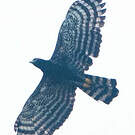 Aigle tyran