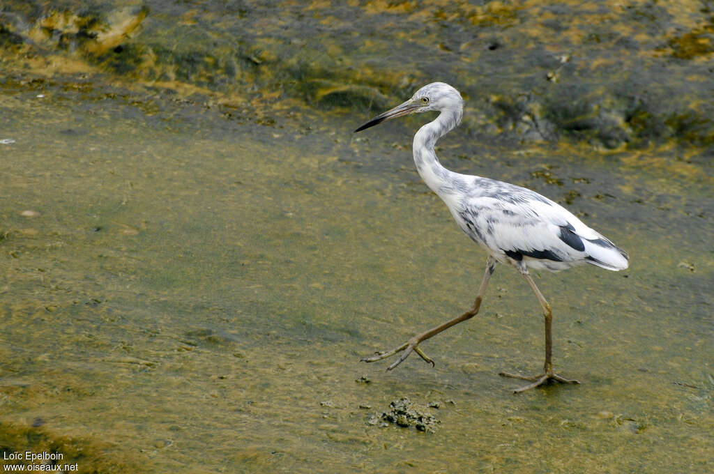 Aigrette bleueimmature, identification