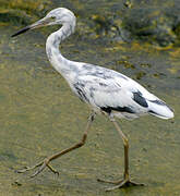 Little Blue Heron