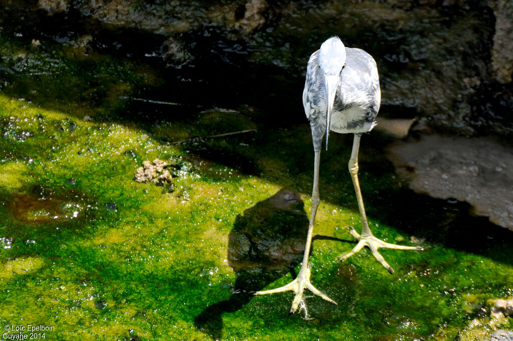 Aigrette bleue