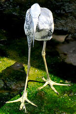 Aigrette bleue