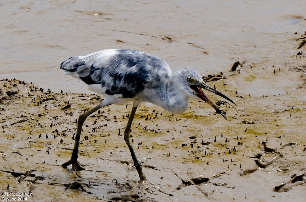 Little Blue Heron