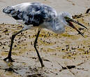 Aigrette bleue