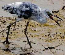 Little Blue Heron