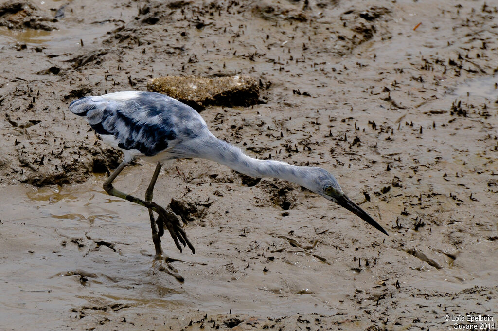 Aigrette bleue