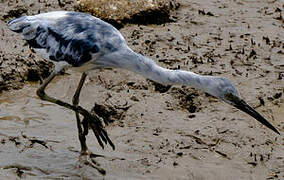 Little Blue Heron