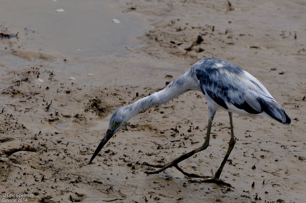 Aigrette bleue