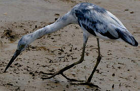 Aigrette bleue