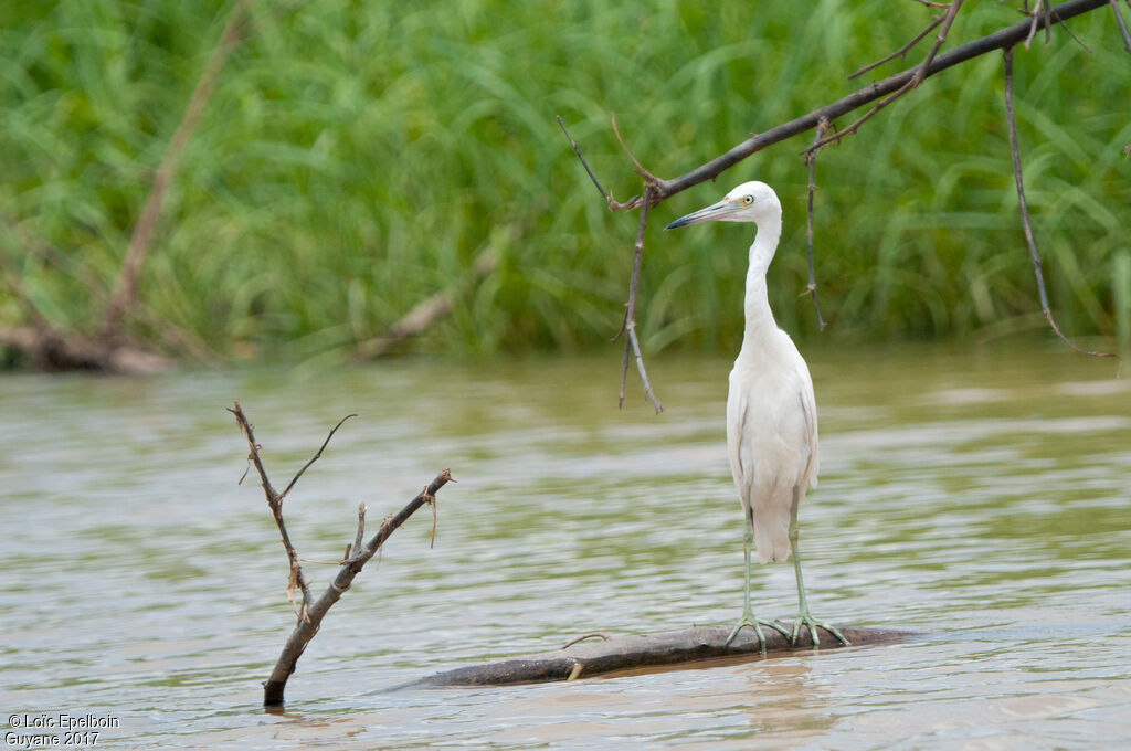 Little Blue Heron