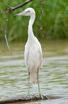 Aigrette bleue