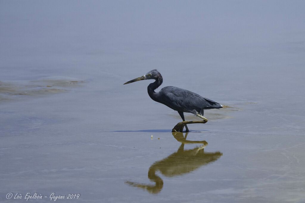 Aigrette bleue