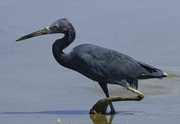 Aigrette bleue