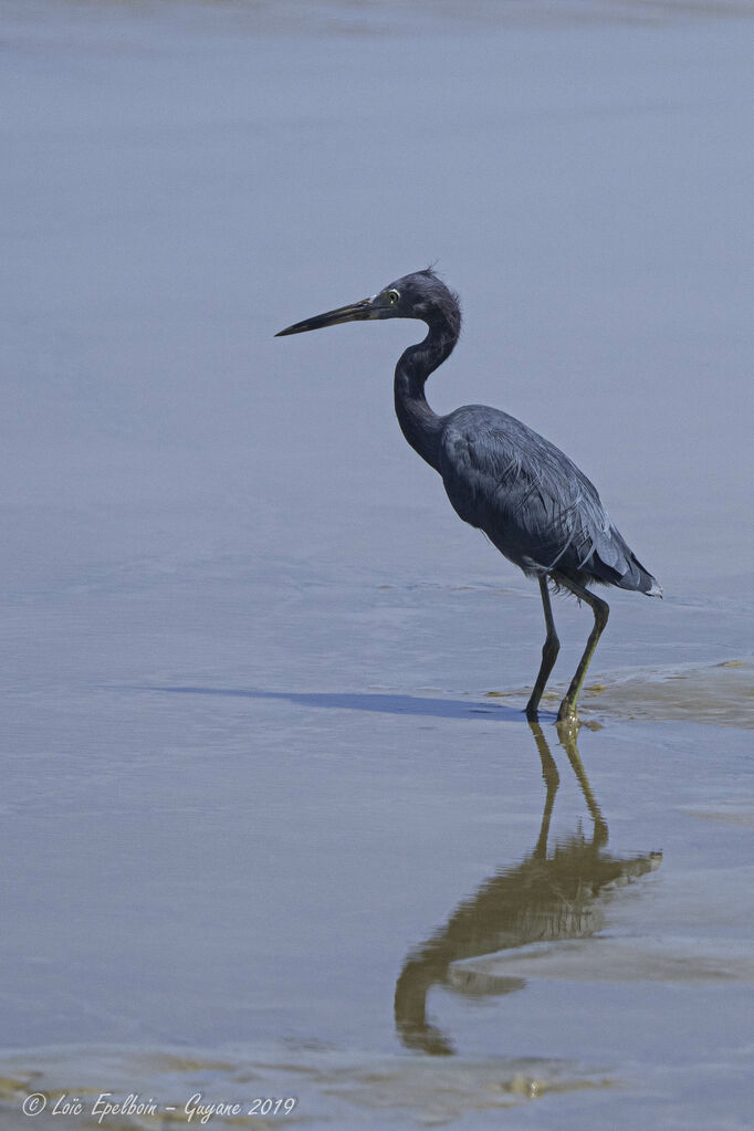 Little Blue Heron