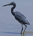 Aigrette bleue