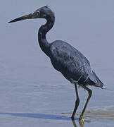 Little Blue Heron