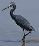 Aigrette bleue