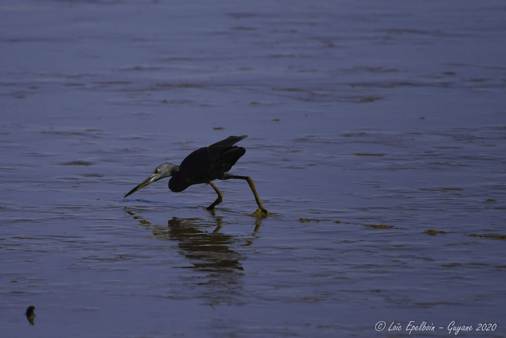 Little Blue Heron