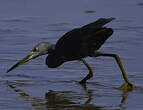 Aigrette bleue