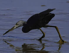 Little Blue Heron