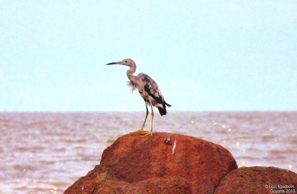 Little Blue Heron