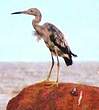 Aigrette bleue