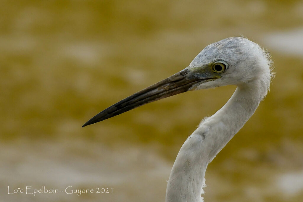 Aigrette bleue