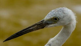 Little Blue Heron