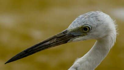 Aigrette bleue