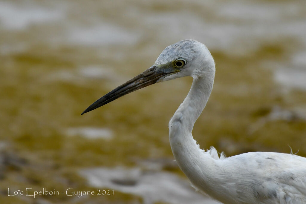 Little Blue Heron